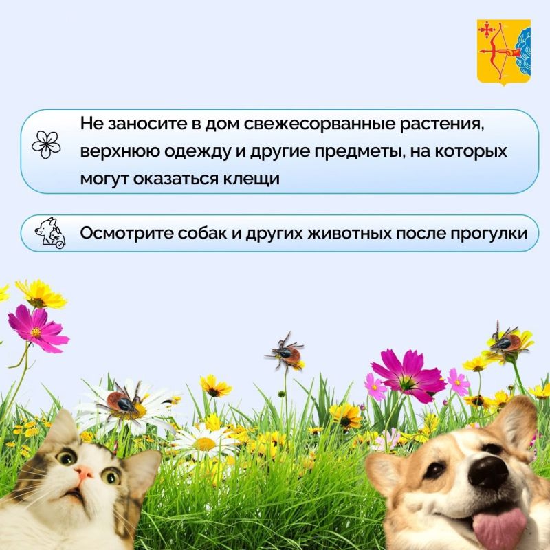 В мае – июне фиксируется наиболее высокая активность клещей