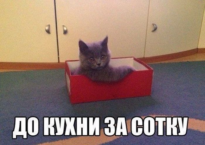 Канадские учёные признали пользу мемов с котиками для психики людей