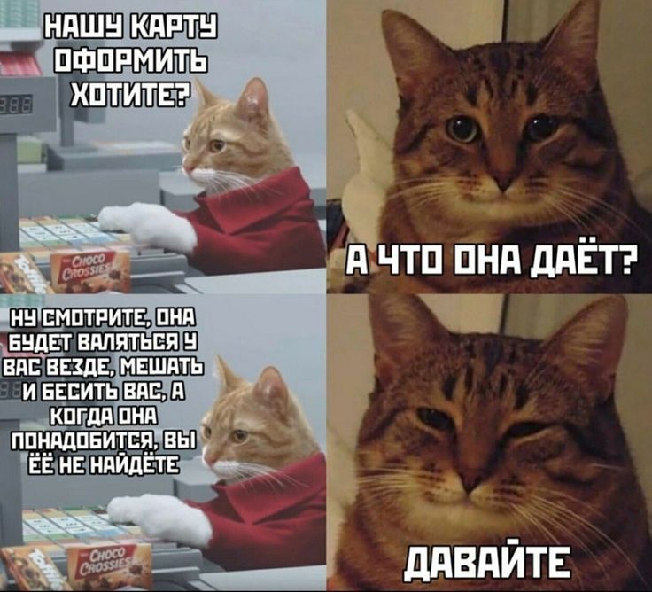 Канадские учёные признали пользу мемов с котиками для психики людей