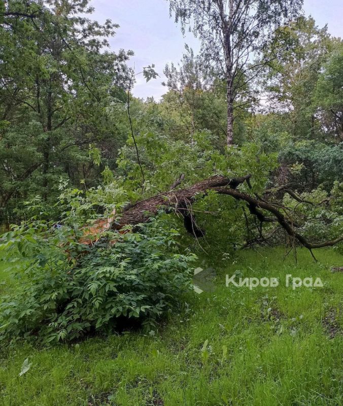 Все деревья обследуют в Кировской области после непогоды