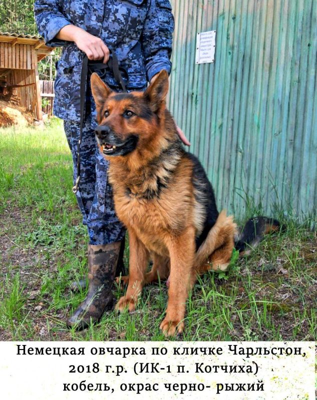 В Кировской области ищут новых хозяев для служебных собак