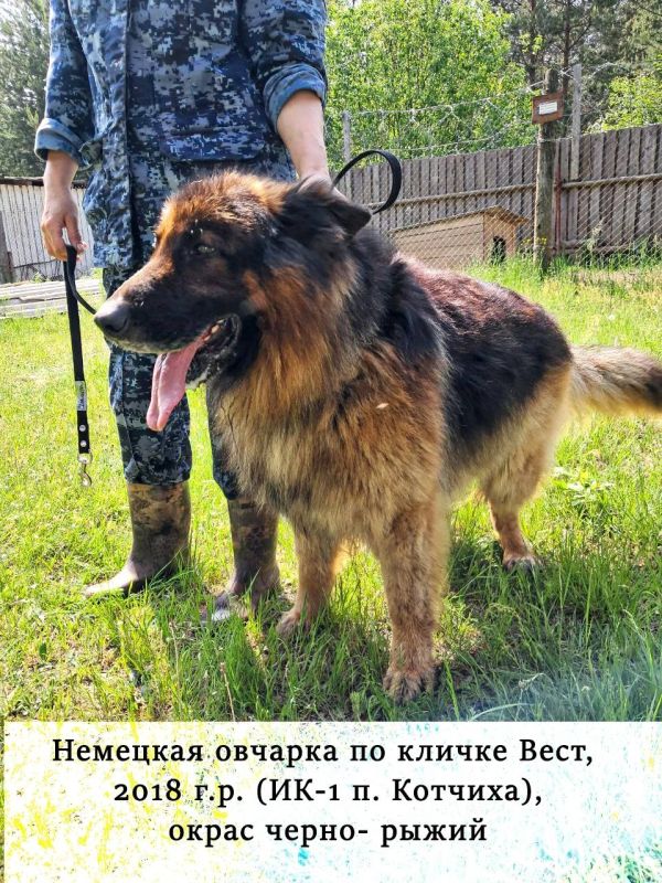 В Кировской области ищут новых хозяев для служебных собак