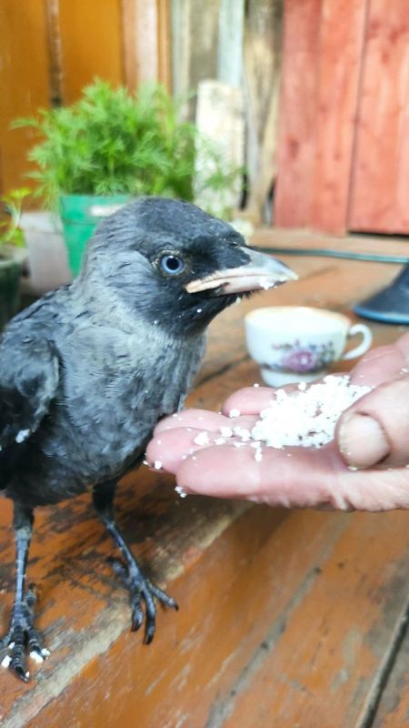 Общий любимец появился в селе Спасском в Котельничском районе