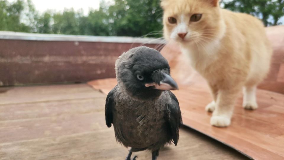 Общий любимец появился в селе Спасском в Котельничском районе