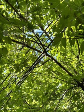 Ветки - прямо на проводах. Деревья на улице Владимирской (Карла Маркса) у сквера 60-летия СССР наклонились так, что нависли над тротуаром и легли на линию электропередачи