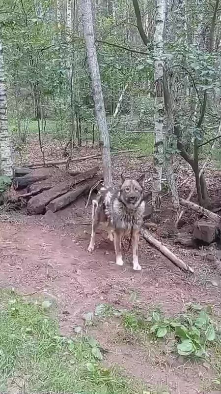  -  ,        