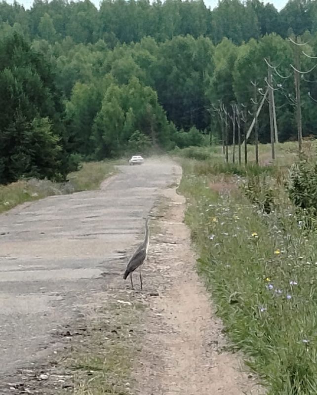 Серая цапля недалеко от Шапты в Кикнурском районе