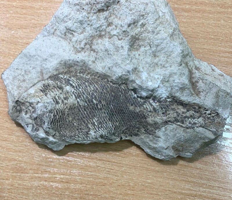 270  .      ,     ,   Palaeoniscum kazanensis