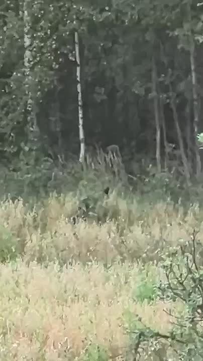 &quot;&quot;  ..         :     ,     