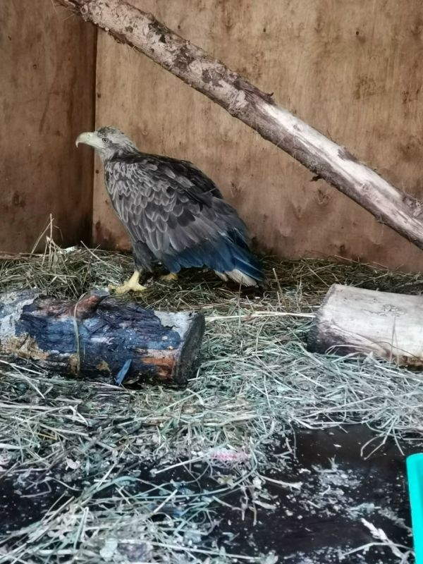 «Зовём Орлан – благо он один у нас, перепутать невозможно»