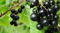 Как картофельные очистки могут удвоить урожай черной смородины
