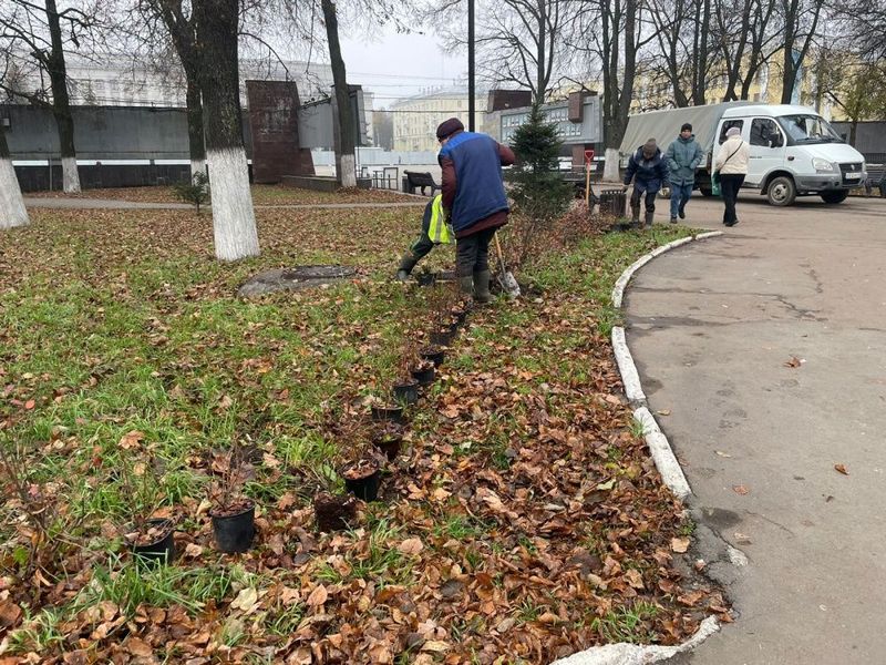 Театральная площадь позеленеет: туи и кизильник украсят сквер Театральная площадь позеленеет: туи и кизильник украсят сквер