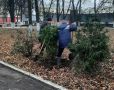 Театральная площадь позеленеет: туи и кизильник украсят сквер