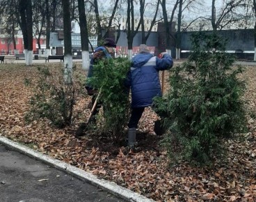 Театральная площадь позеленеет: туи и кизильник украсят сквер