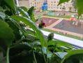 Удивительное цветение: как забота о комнатных растениях приносит радость