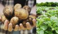 Соседство на грядках: как правильно сажать картошку