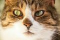 Нужно ли чистить зубы кошке: что важно знать хозяину