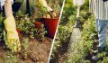 Экономия воды в саду: секреты эффективного полива