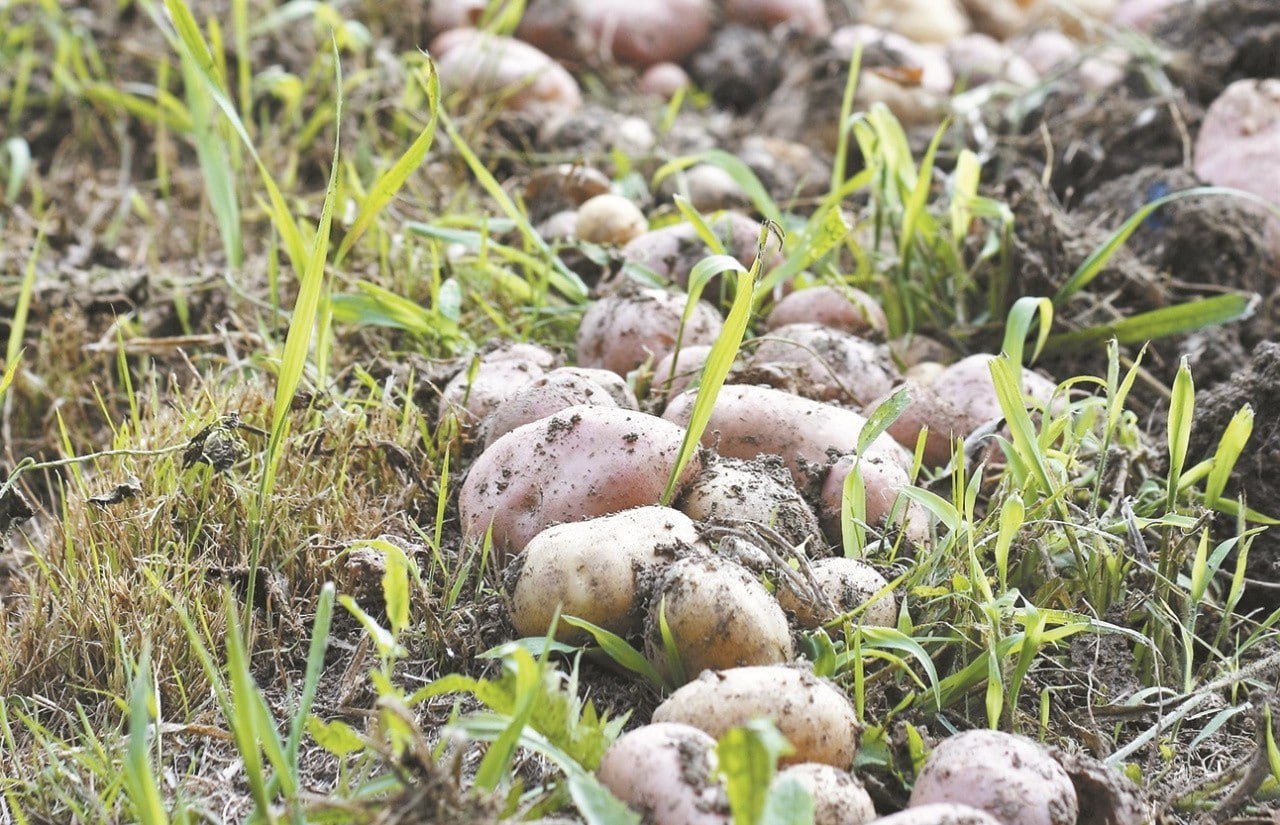 Картофельный парадокс.. «Наш бизнес – это 20% стараний и 80% погоды», – говорят кировские фермеры. В этом году звёзды сошлись: своевременные дожди, солнце и капельный полив дали небывалый результат. Однако избыток товара на...