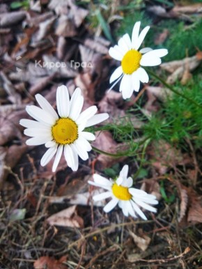 #фотодня. Ромашки в конце октября