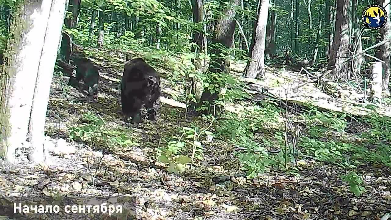Лесные жители активно готовятся к зиме