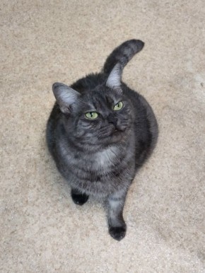 Кошка по кличке Графиня ищет дом