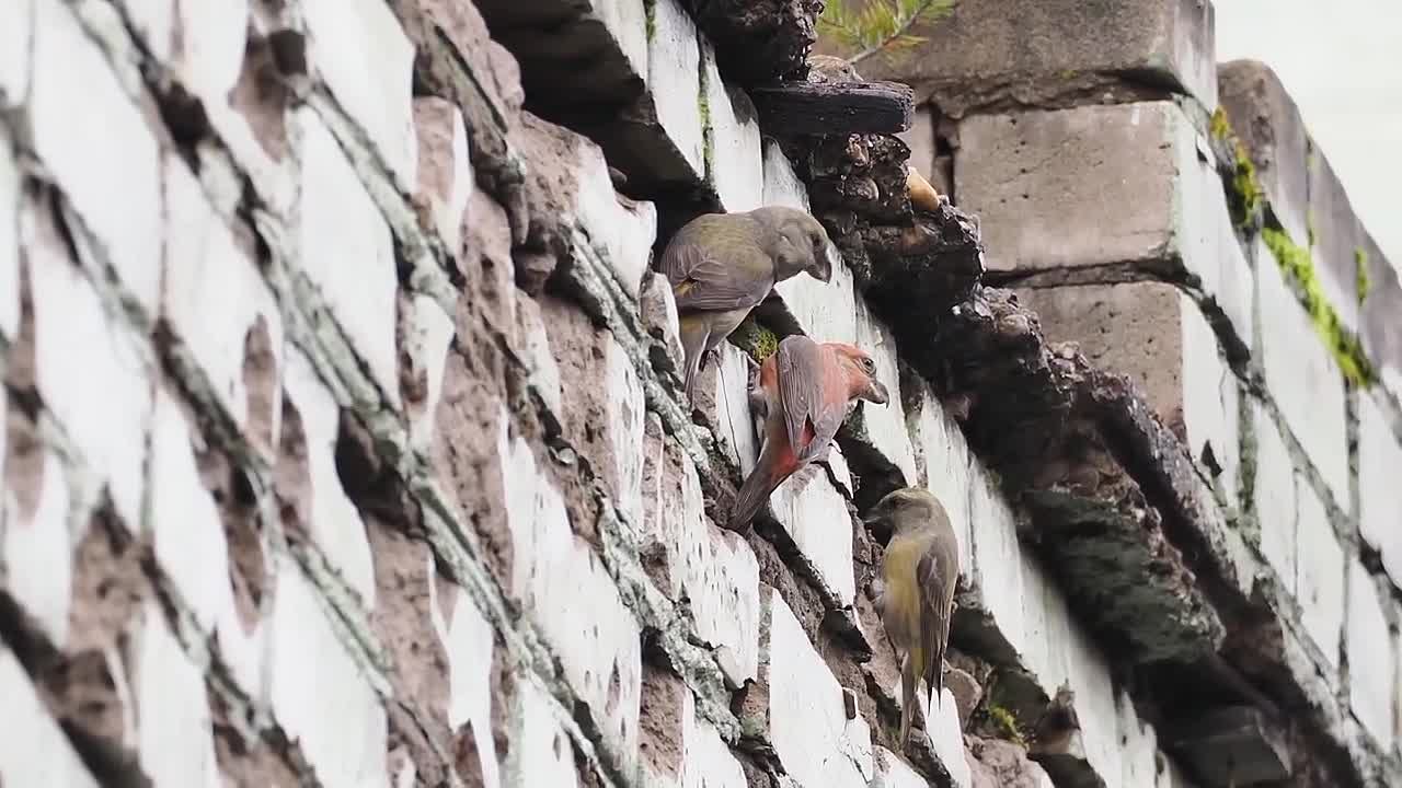 Клесты устроили "столовую" в кирпичной стене здания