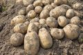 В Кировской области вырос урожай картофеля