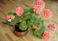 Герань: почему она не радует цветами?