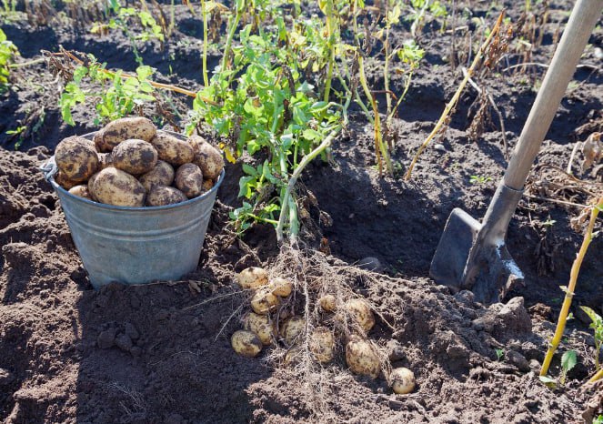 Область запаслась свежей картошкой