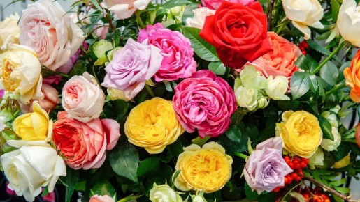 Погубите: главной ошибки при защите роз от морозов легко избежать