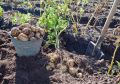 Область запаслась свежей картошкой