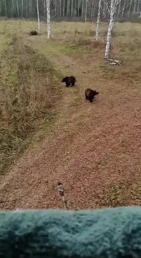 Мишки в окрестностях села Верхолипово