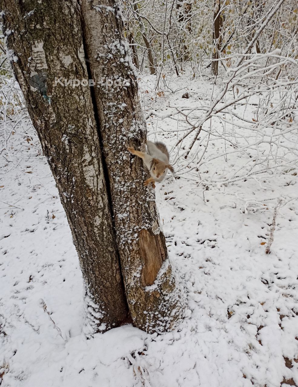 Снежный покров появится в Кирове 4 ноября