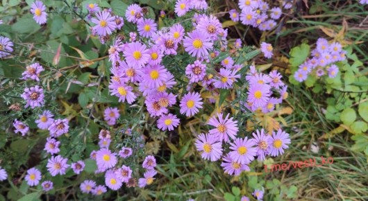 "Цветущее" 1 ноября в Кирове