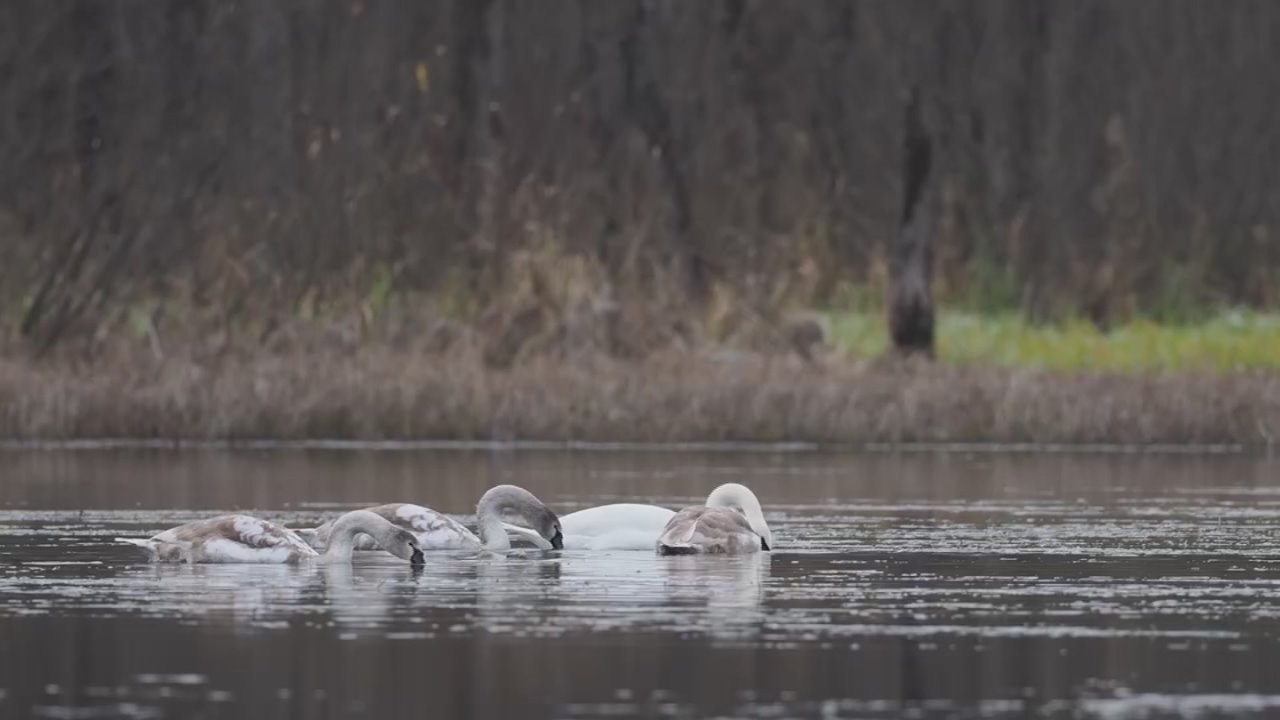 Лебединая семья из Заречного парка г. Кирова нашлась!