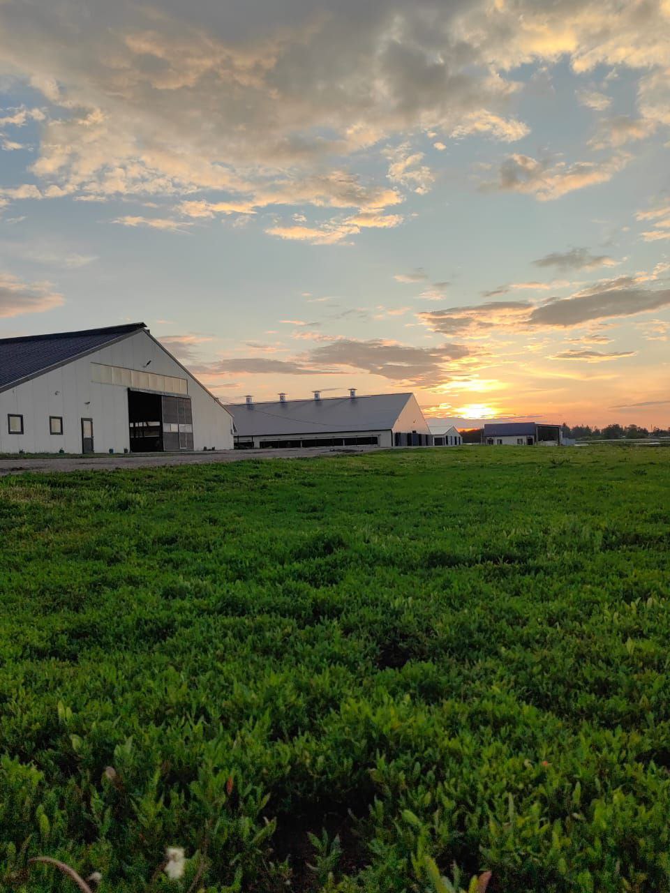 В Малмыжском районе к газовой сети подключили коровник и мастерские колхоза «Зерновой»