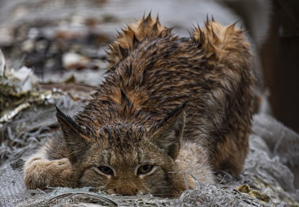 Молодую рысь отловили в Котельниче