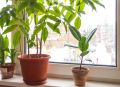 Зимняя Защита: Как Не Убить Ваши Комнатные Растения
