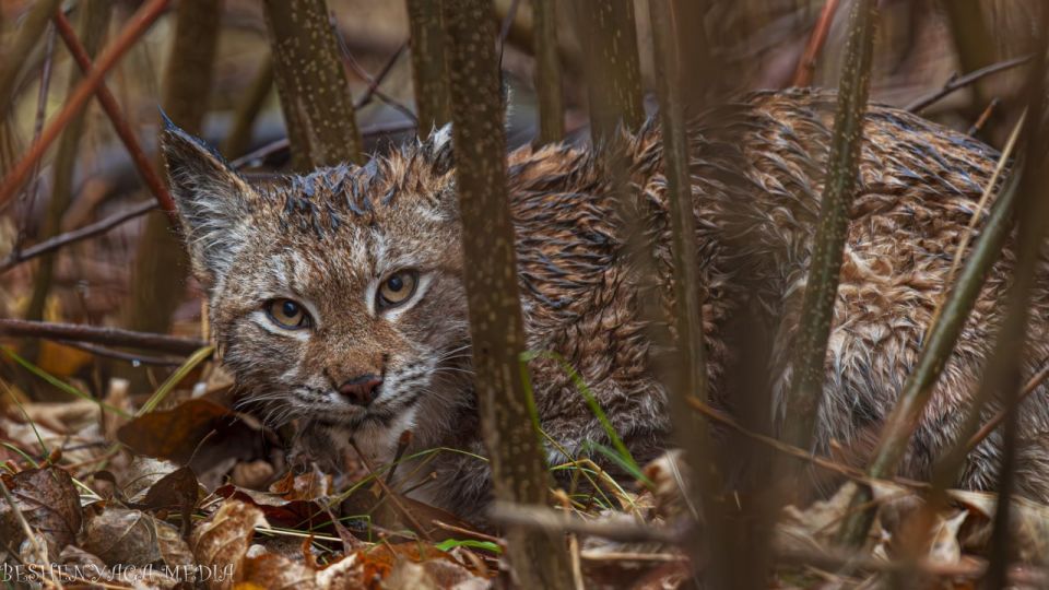 Молодую рысь отловили в Котельниче Молодую рысь отловили в Котельниче
