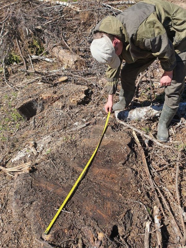 #природа #лес #возмещение. Кировская межрайонная природоохранная прокуратура провела проверку законности использования одним из арендаторов участка лесного фонда #природа #лес #возмещение. Кировская межрайонная природоохранная прокуратура провела проверку законности использования одним из арендаторов участка лесного фонда