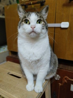 Кошка по кличке Фенси ищет дом