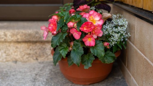 2 средства против мошек в цветочных горшках: вредители не переносят этих веществ