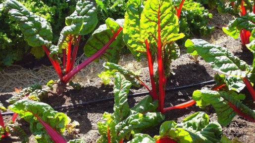 Секреты успешного выращивания крупной свёклы