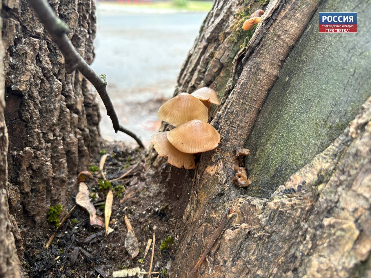 В четверг, 6 ноября, в Кировской области ожидается облачная погода, дождь, сообщили в региональном центре по гидрометеорологии и мониторингу окружающей среды