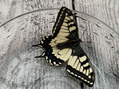 Садовые секреты: 10 важных терминов на букву Б