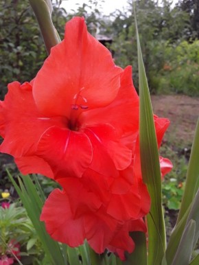 Тайна детского гладиолуса: как воспоминания о «Оскаре» вдохновляют садоводов