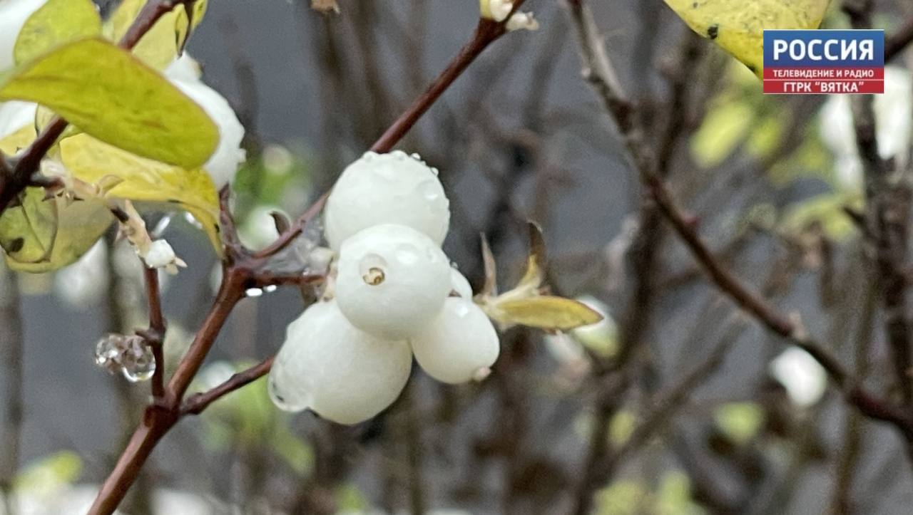 В субботу, 8 ноября, в Кировской области ожидается облачная погода, дождь, сообщили в региональном центре по гидрометеорологии и мониторингу окружающей среды
