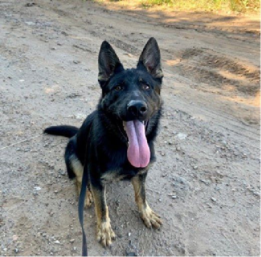 УМВД России по Кировской области в соответствии со ст. 14 Федерального закона от 27.12.2018 № 498-ФЗ «Об ответственном обращении с животными и о внесении изменений в отдельные законодательные акты Российской Федерации»...