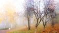 Туманное утро в Александровском саду